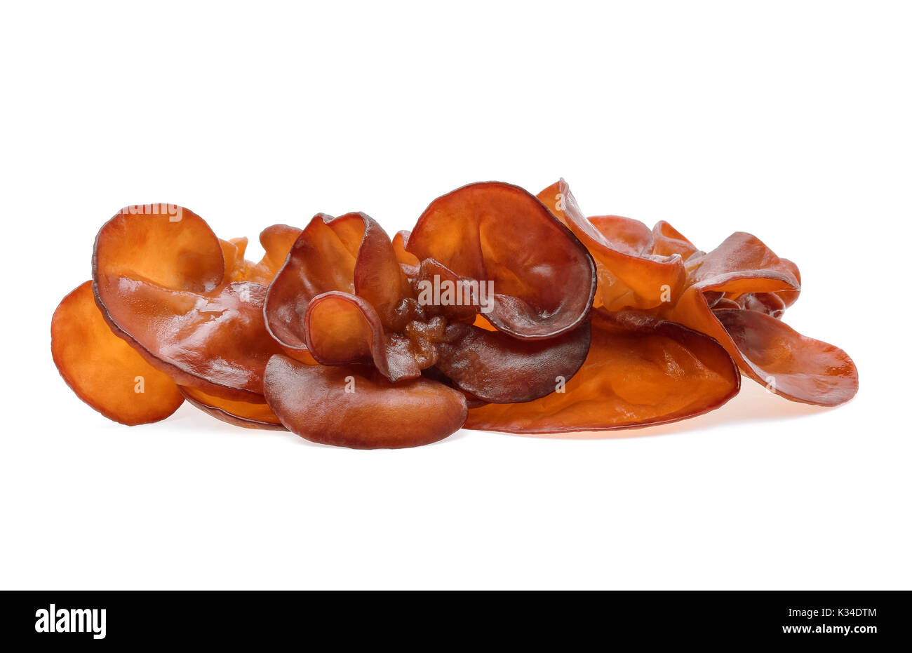 Champignons oreille sur fond blanc Banque D'Images