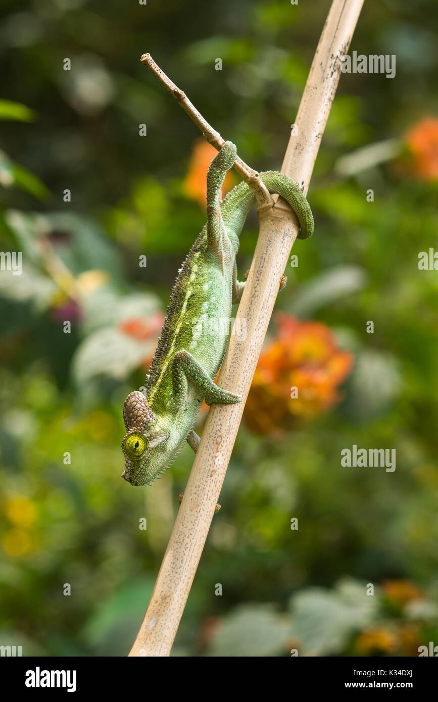 Von Hohnels juvénile chameleon (Trioceros hoehnelii) sur une branche, Nairobi, Kenya Banque D'Images