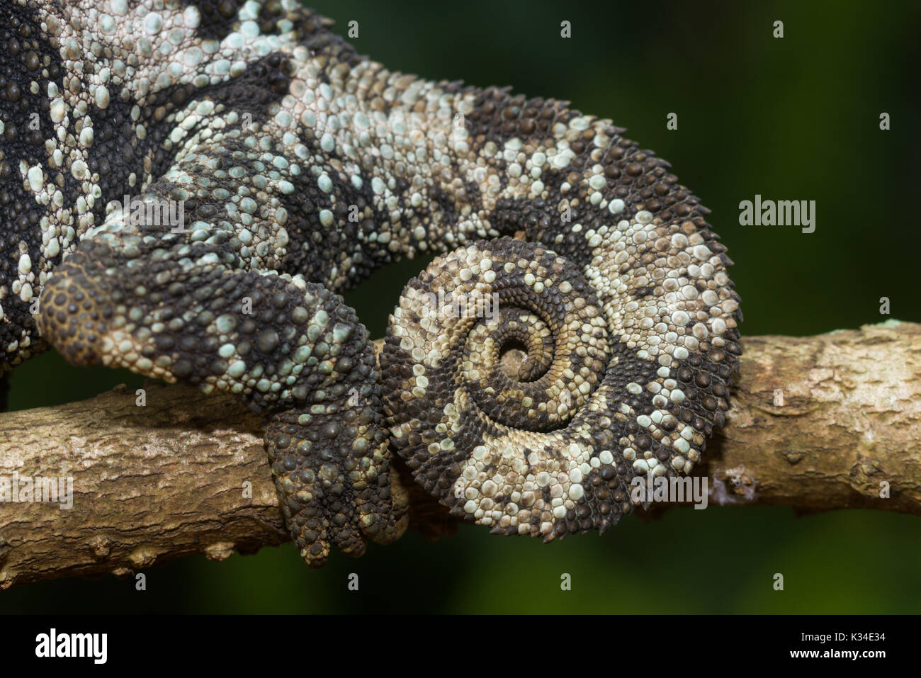 Femme Jackson's chameleon (Trioceros jacksonii, jacksonii,) sur une branche, Nairobi, Kenya Banque D'Images