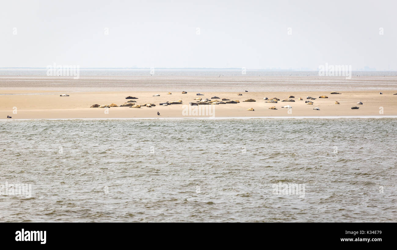 Les phoques communs sur le banc Tegeler plaque dans le Aussenweser allemand Banque D'Images