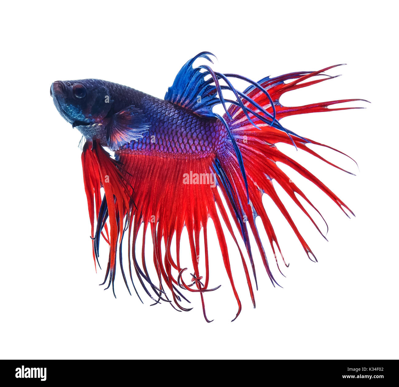 La lutte contre le poisson poisson Dragon coloré.. isolé sur fond blanc. Betta Splendens Banque D'Images