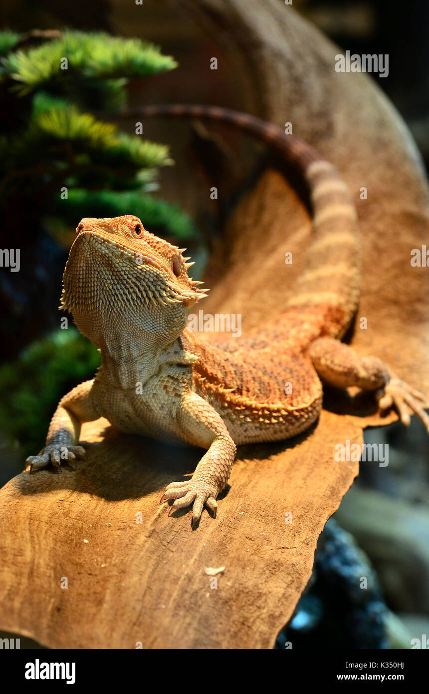 Dragon barbu - Pogona vitticeps Banque D'Images