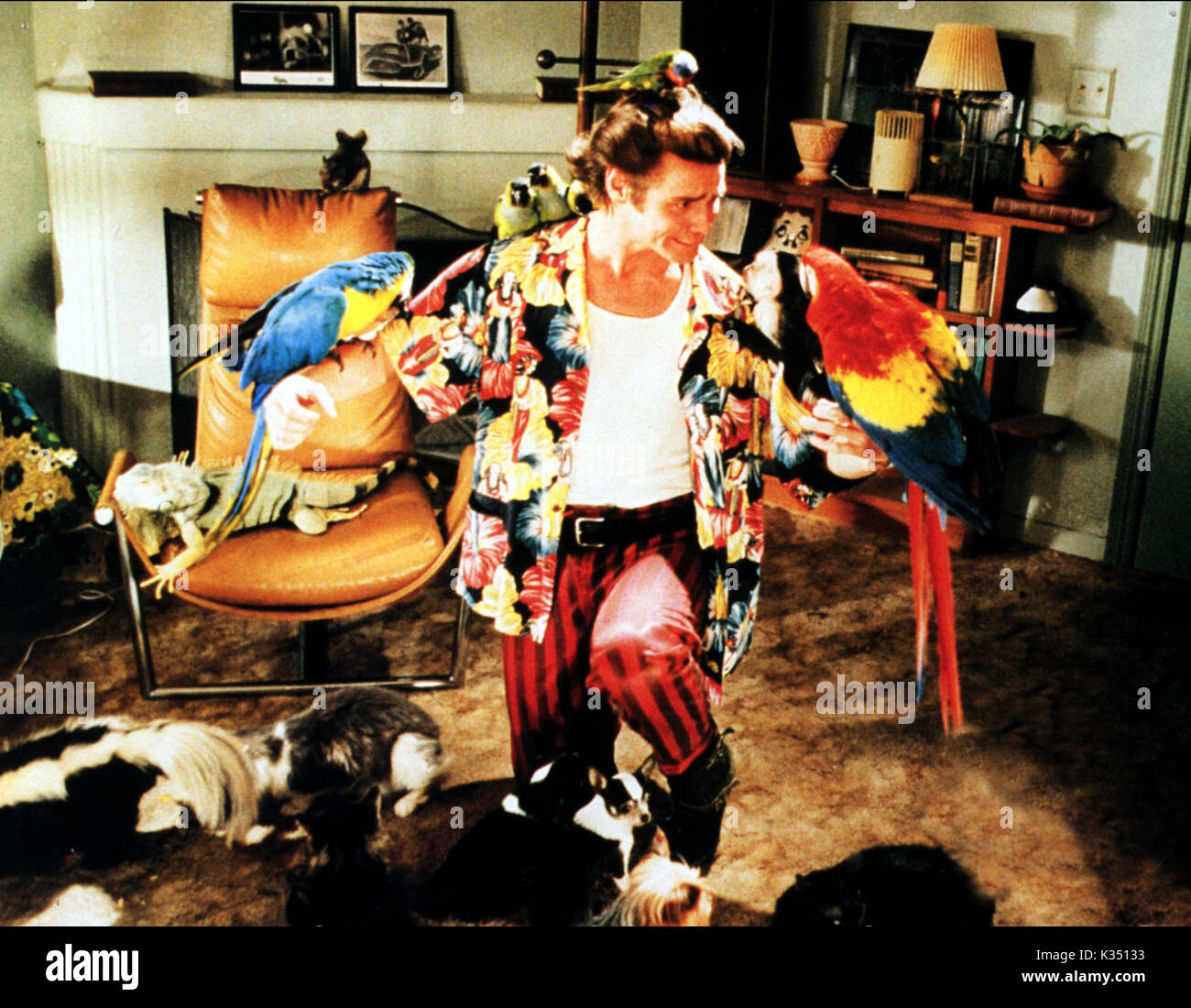ACE VENTURA - PET DETECTIVE-NOUS 1994] JIM CARREY Banque D'Images