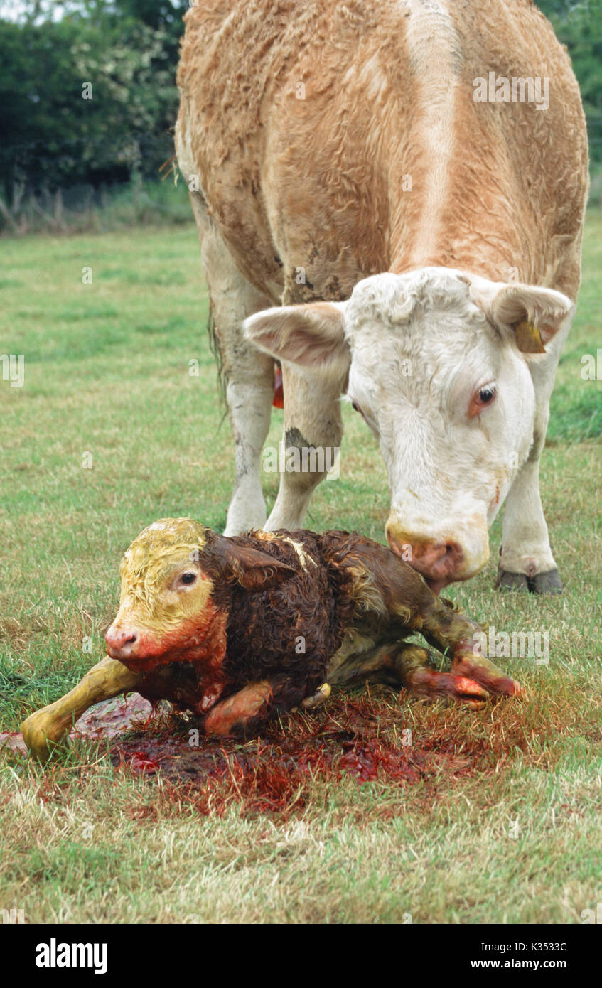 Vache Simmental Bos taurus. Animal vient de donner naissance à un veau . Elle a tourné autour d'un est maintenant lécher et nettoyer les restes de la placenta Banque D'Images