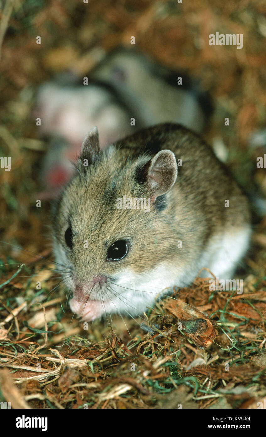 Barabarensis Cricetulus griseus de hamster chinois. De Manger. Nid de jeunes en arrière-plan. Banque D'Images