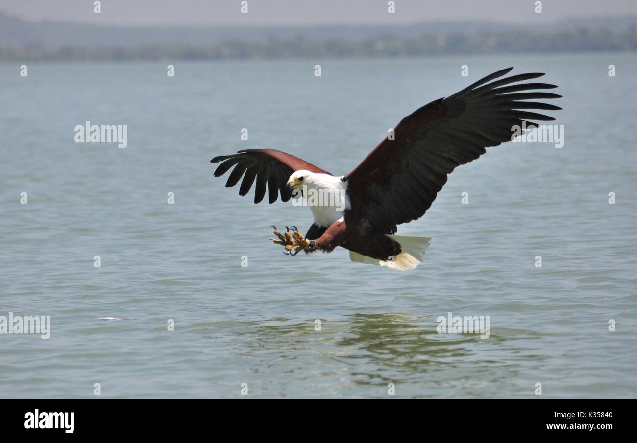 La capture d'un poisson Fish eagle Banque D'Images