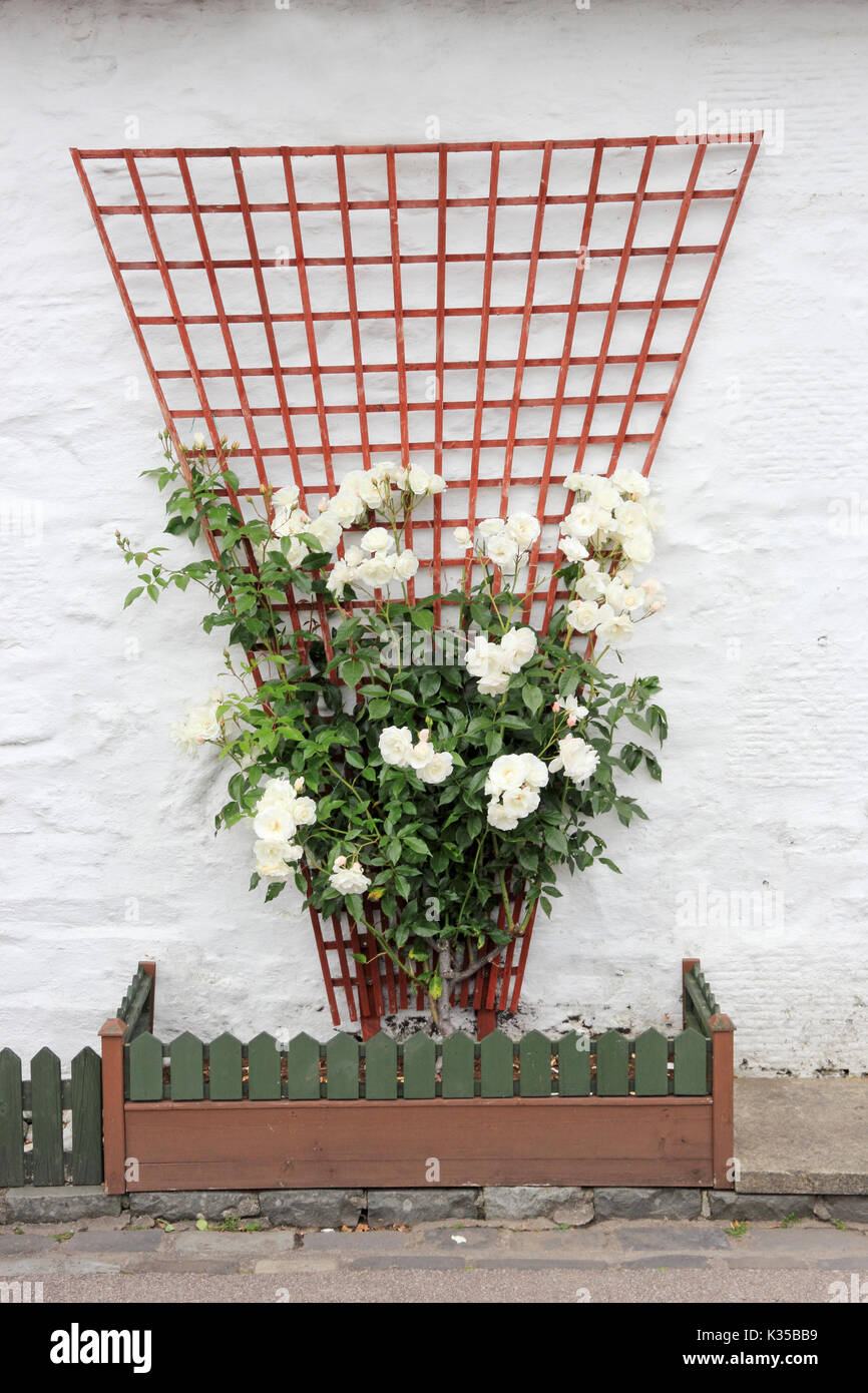 De plus en plus roses blanches contre le mur, treillage cottage de Luss, Ecosse Banque D'Images