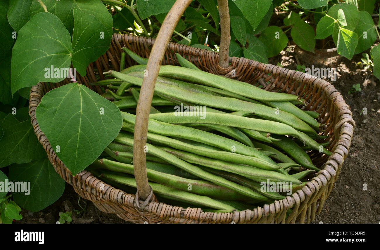 Panier en osier rempli de haricots fraîchement cueillis, à côté de feuilles de vigne bean Banque D'Images