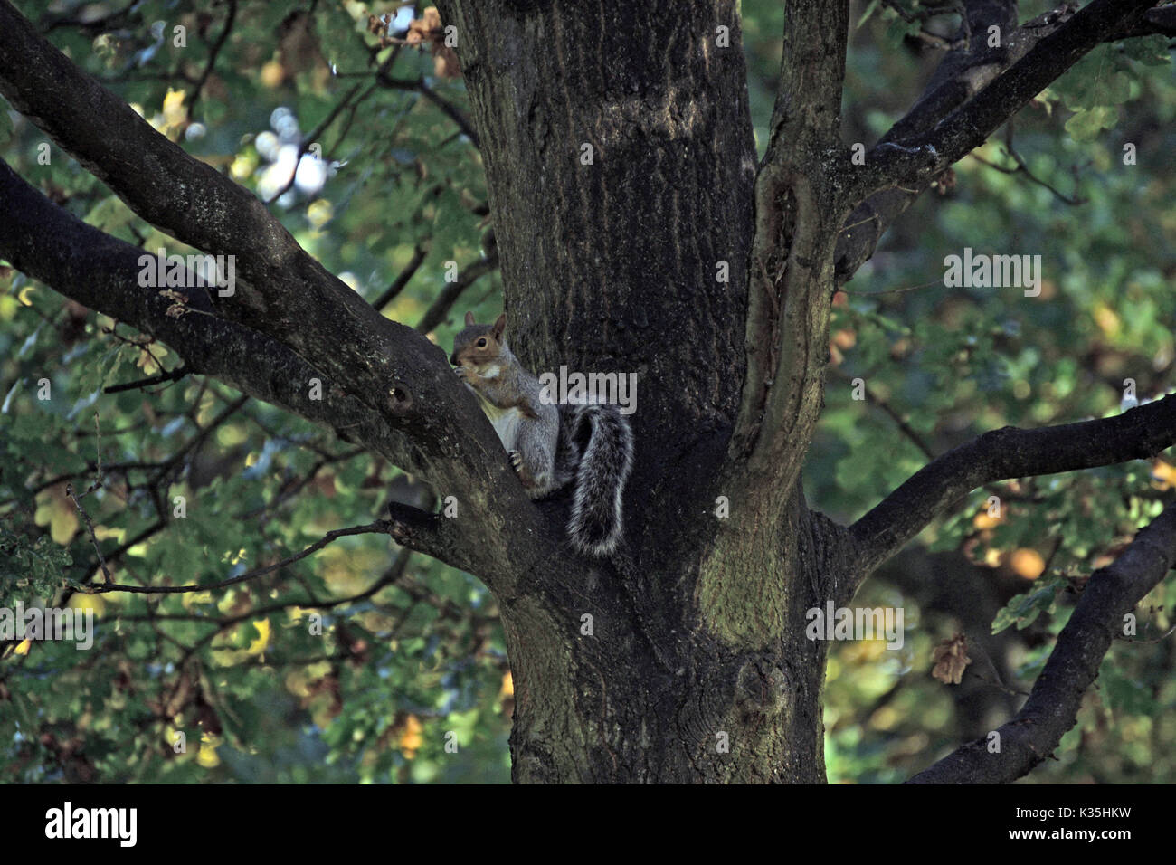 Dans l'arbre de l'écureuil Banque D'Images