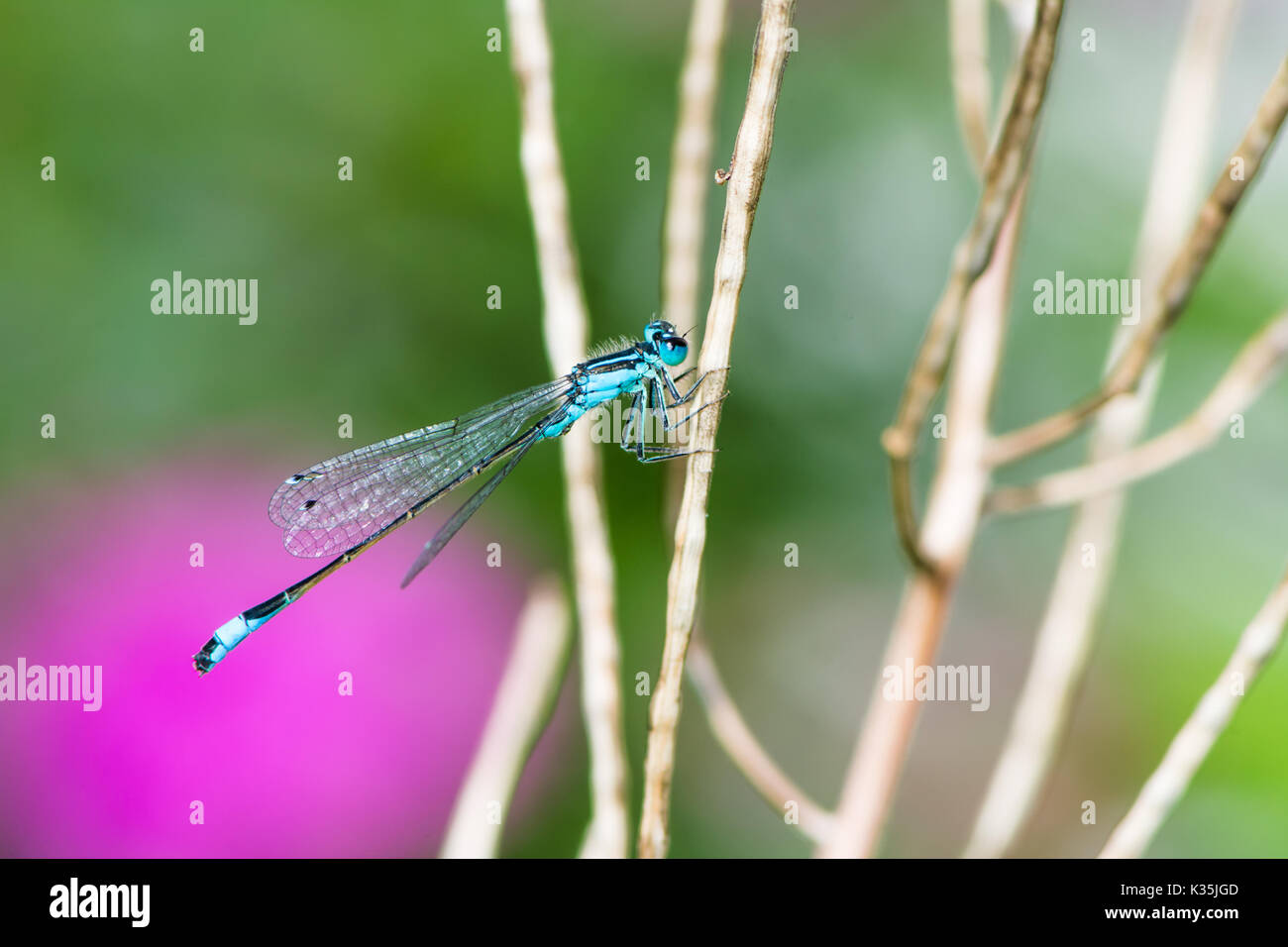 Macro d'une bluetail libellule sur une branche Banque D'Images