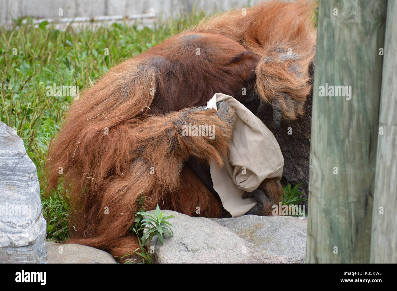 Orang-outan Banque D'Images