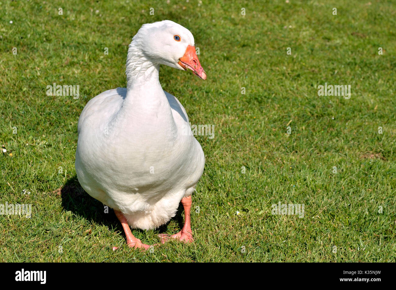 Intérieur blanc (Anser anser domesticus) marcher sur l'herbe en face Banque D'Images