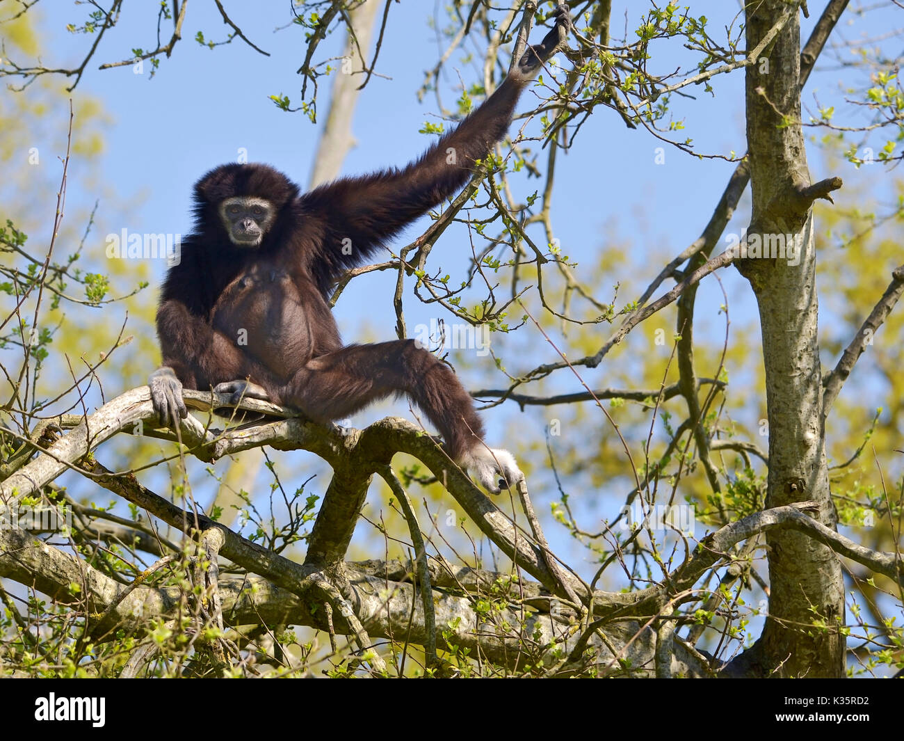 Les gibbons ou blanc-remis gibbon (Hylobates lar) assis sur la branche d'arbre Banque D'Images