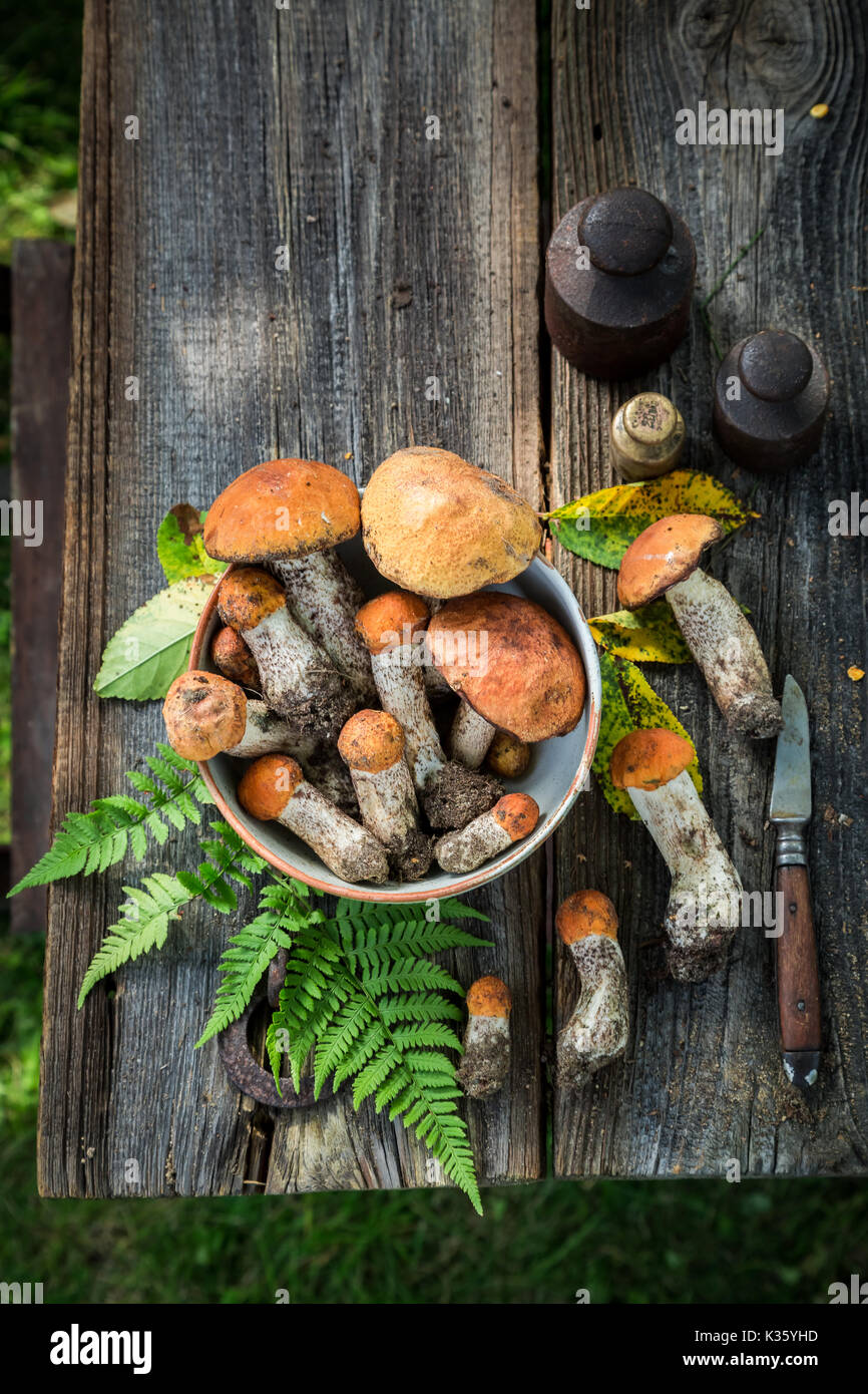 Divers champignons sauvages recueillies à l'automne Banque D'Images