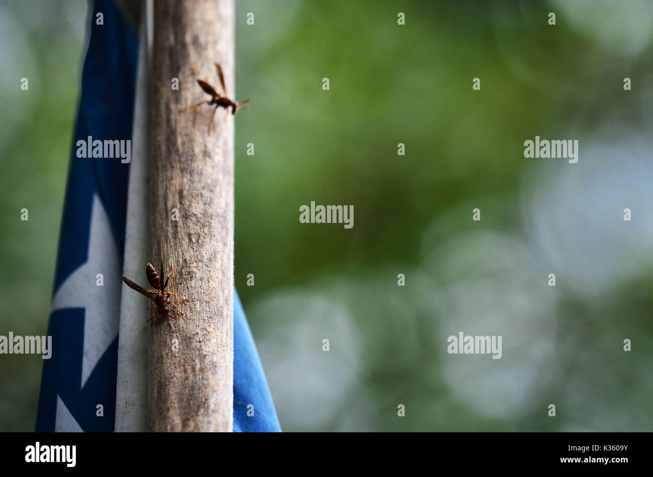 Wasps sur un flagpole Banque D'Images