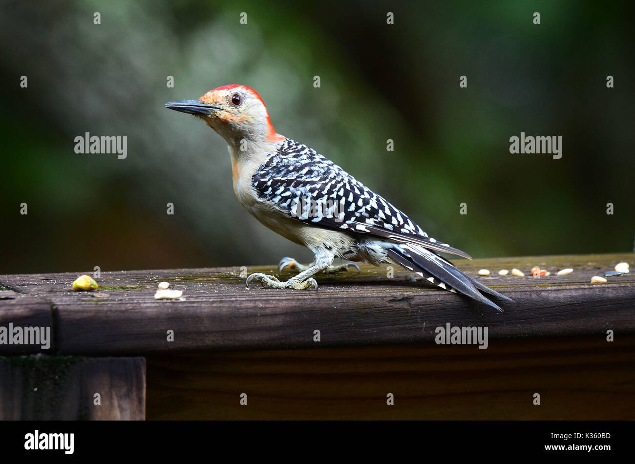 - Pic à ventre roux Melanerpes carolinus Banque D'Images