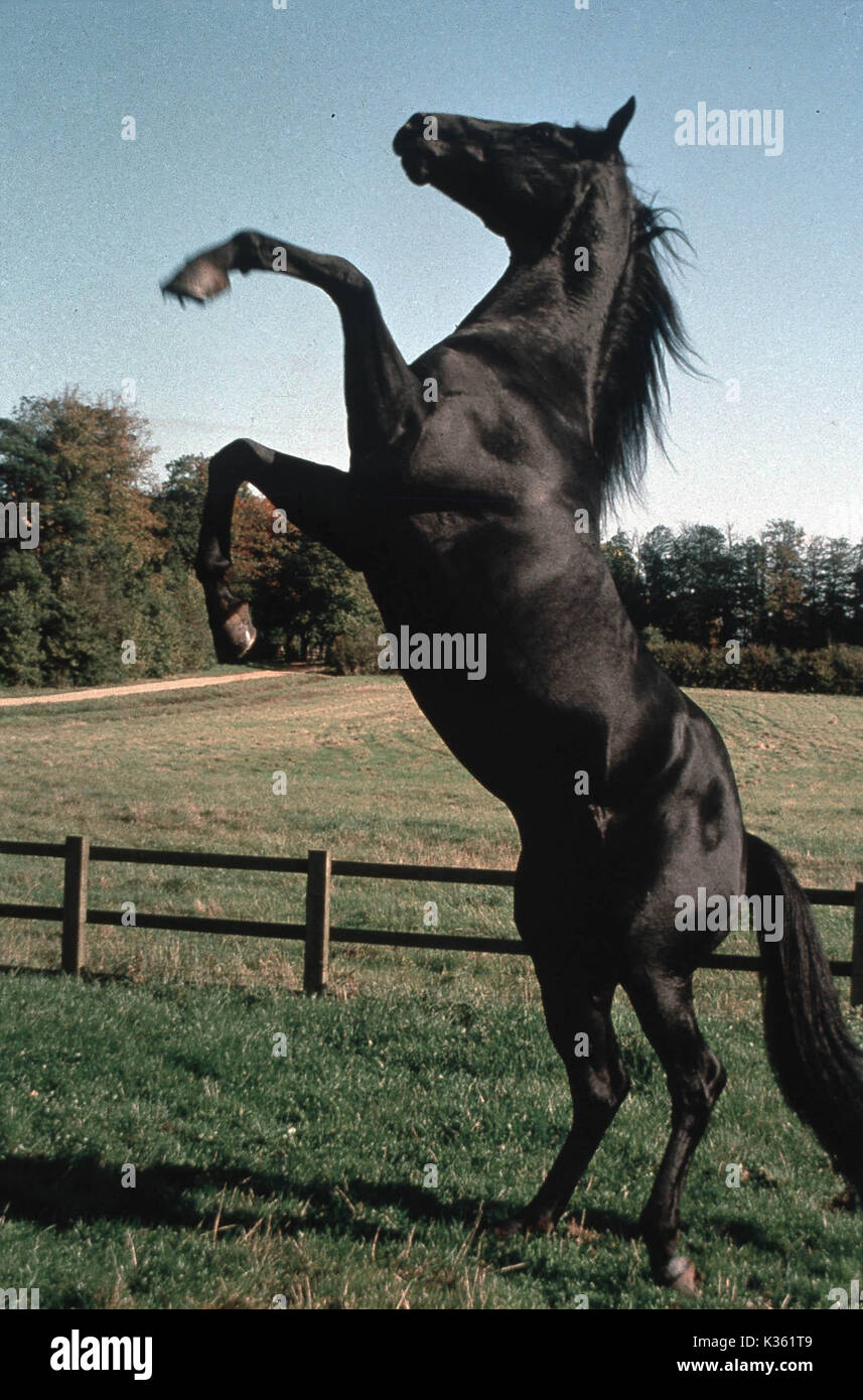 BLACK BEAUTY Date : 1994 Banque D'Images