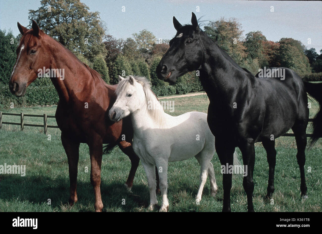 BLACK BEAUTY Date : 1994 Banque D'Images