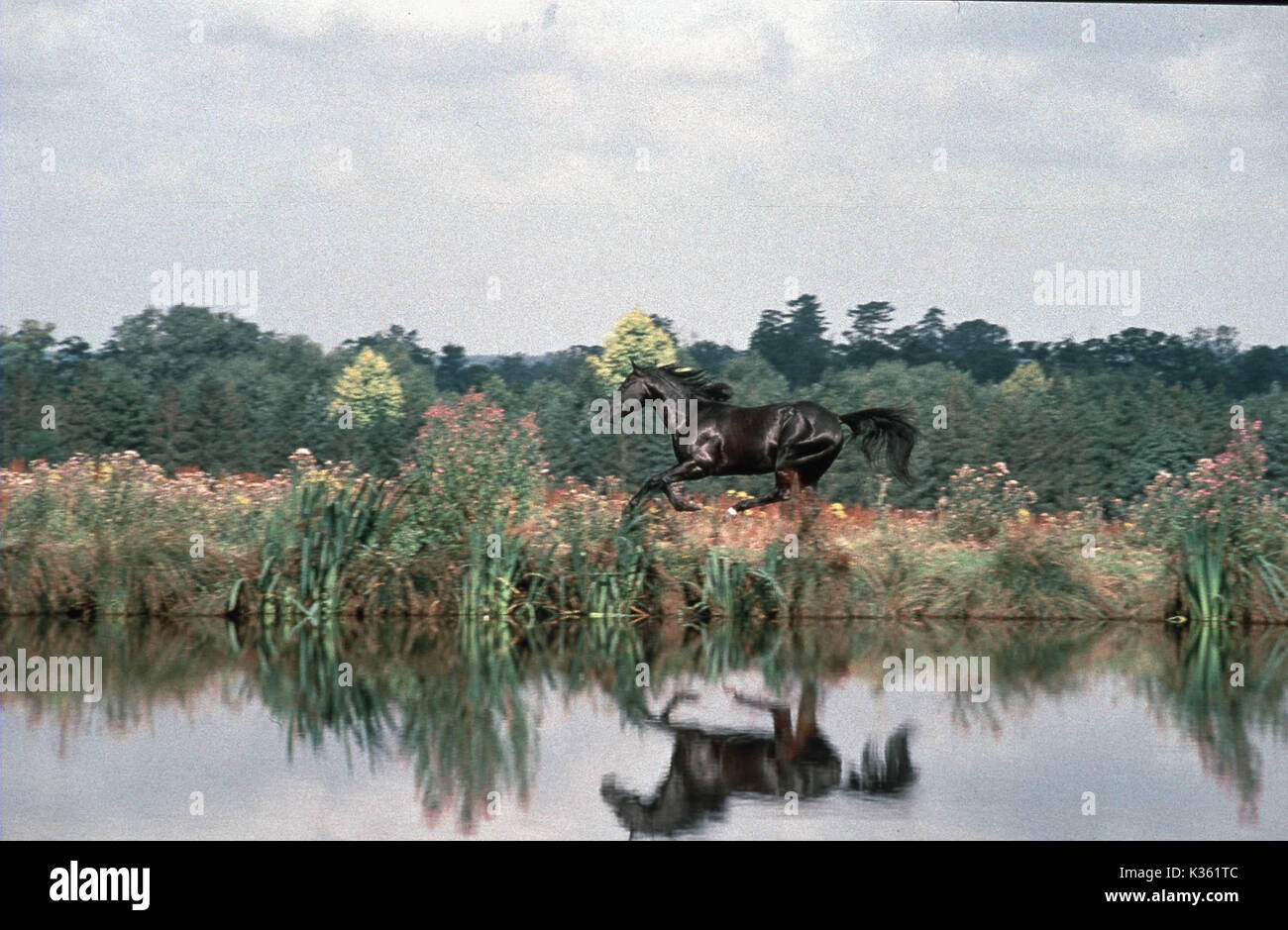 BLACK BEAUTY Date : 1994 Banque D'Images