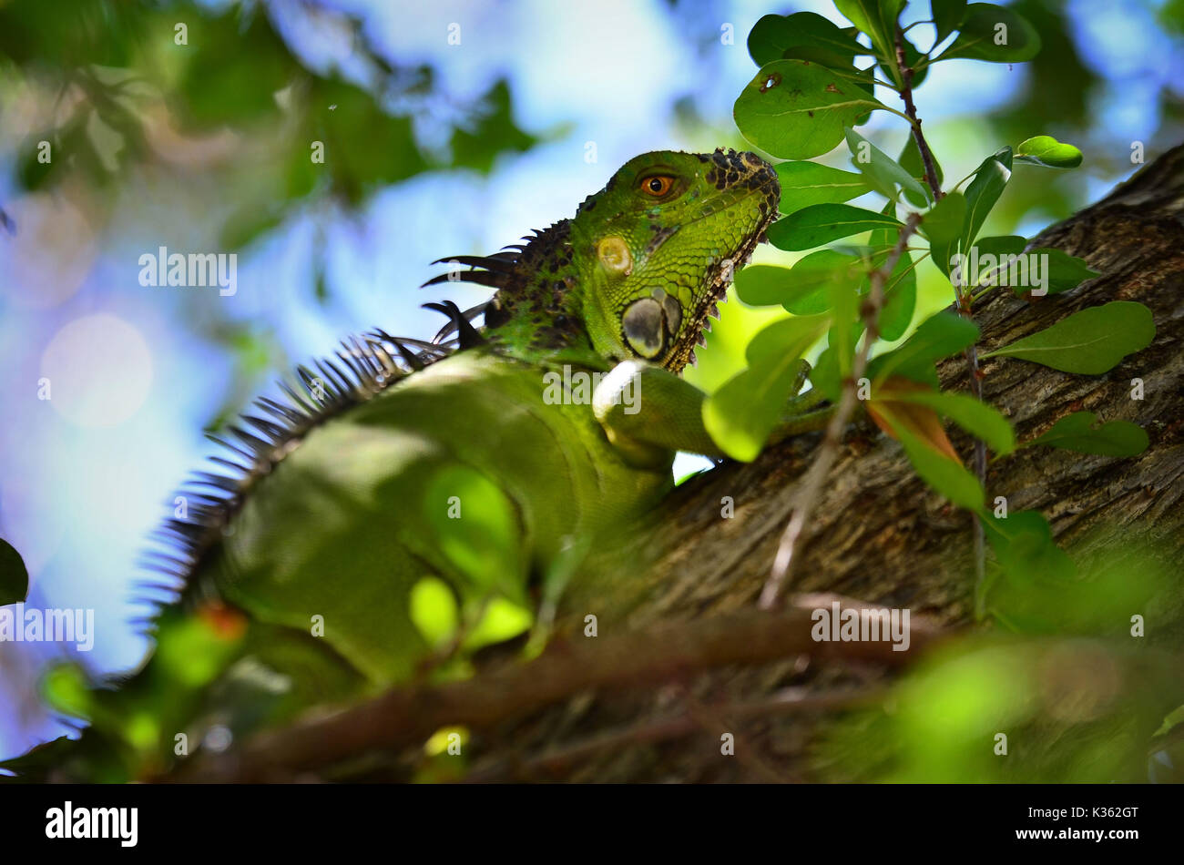 Green Iguana sur un arbre dans le sud-ouest de la Floride Banque D'Images