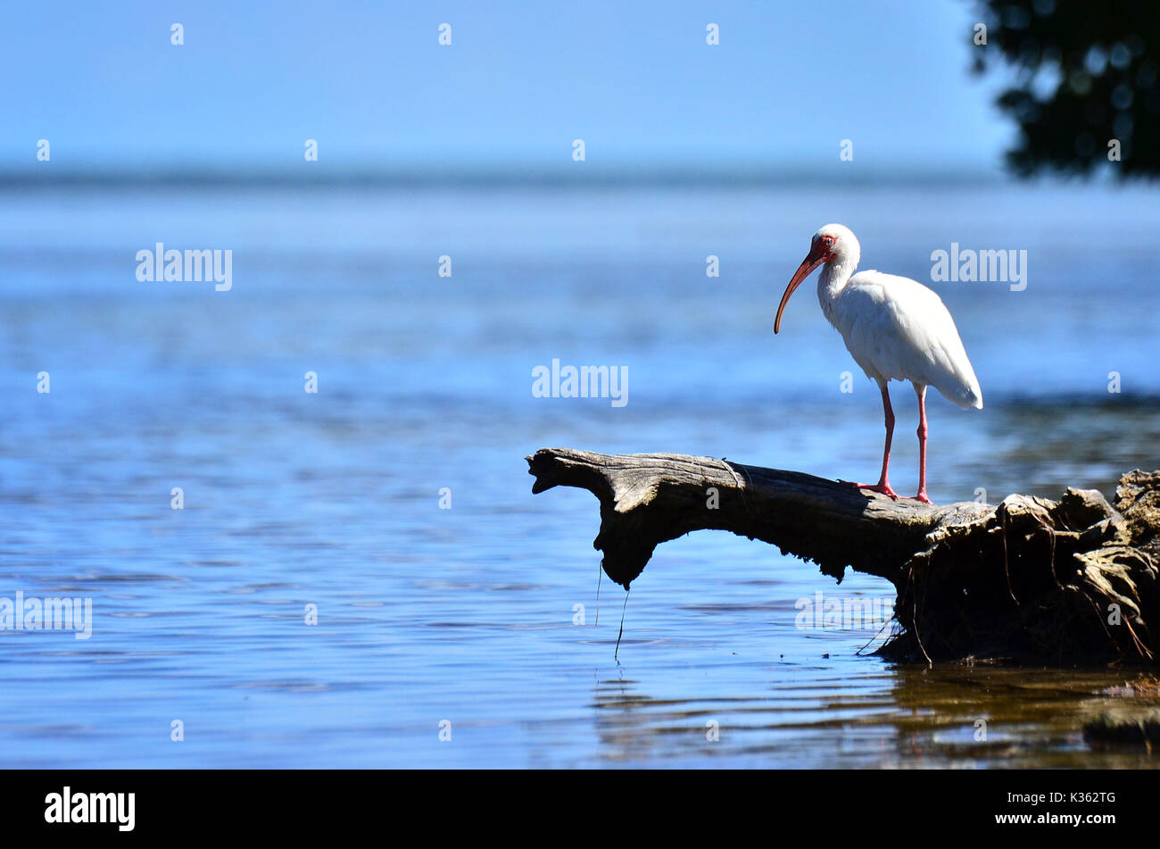 Blanc Ibis pêche dans les Florida Keys Banque D'Images