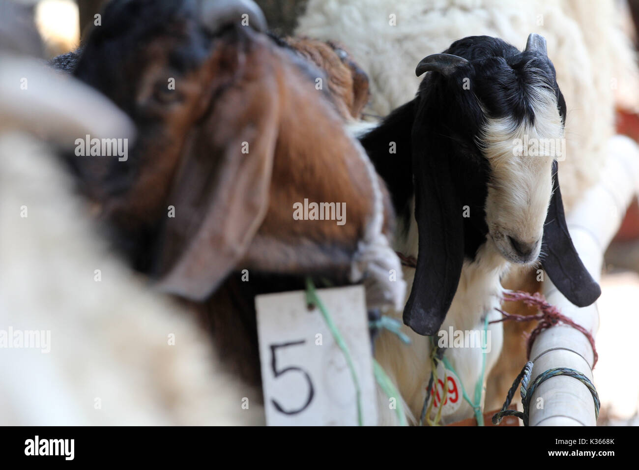 Bekasi, Indonésie. 05Th Oct, 2014. Une chèvre est en attente de son tour d'être abattus au cours de Idul Adha. Widyo Rumpoko Crédit : Kuncoro/Pacific Press/Alamy Live News Banque D'Images