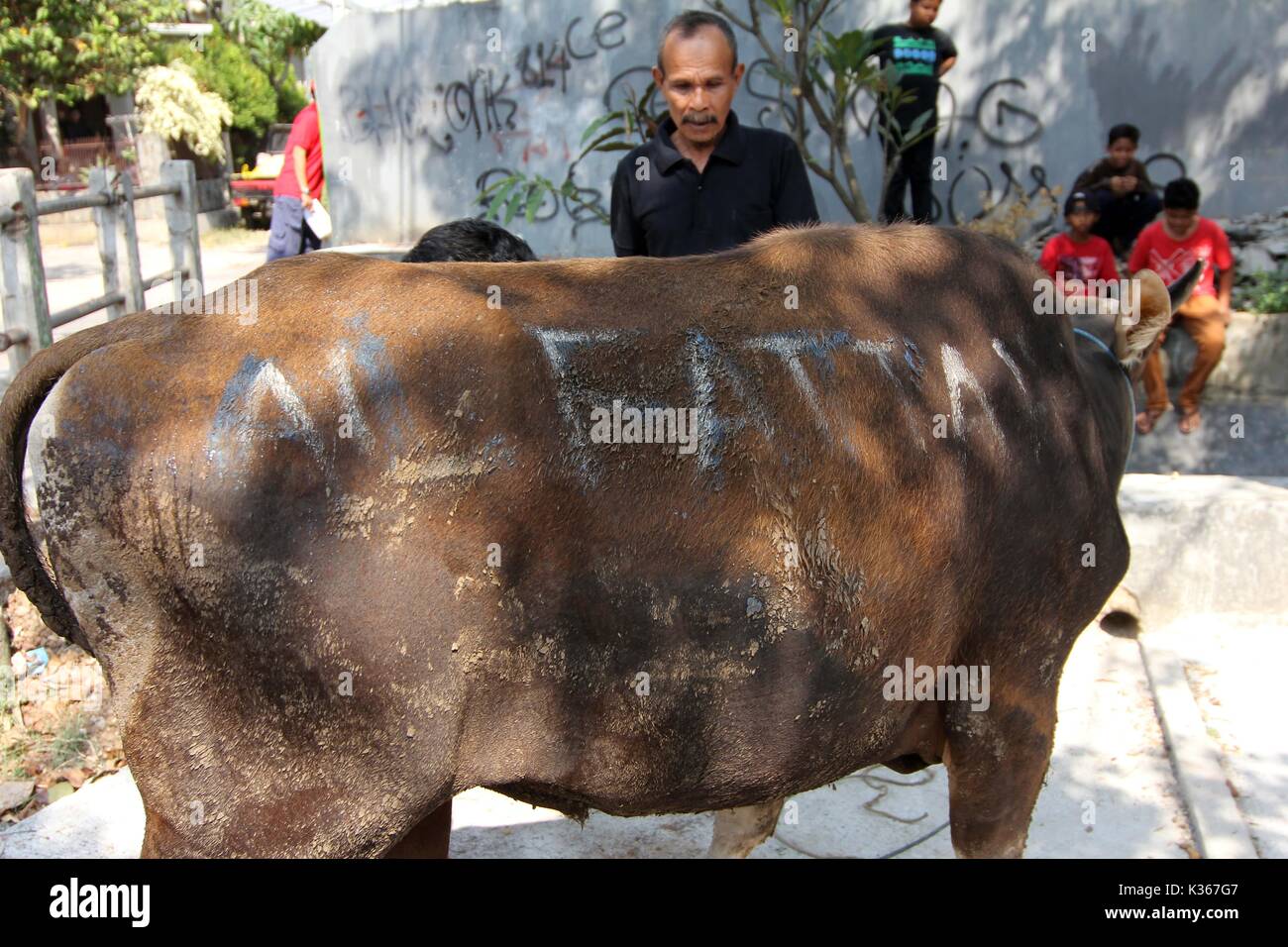 Bekasi, Indonésie. 05Th Oct, 2014. Une vache vous attend son tour pour être abattus au cours de Idul Adha. Widyo Rumpoko Crédit : Kuncoro/Pacific Press/Alamy Live News Banque D'Images