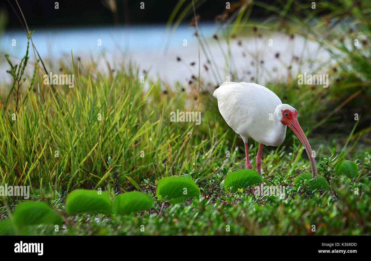 Blanc Ibis marche sur une plage herbeuse Banque D'Images