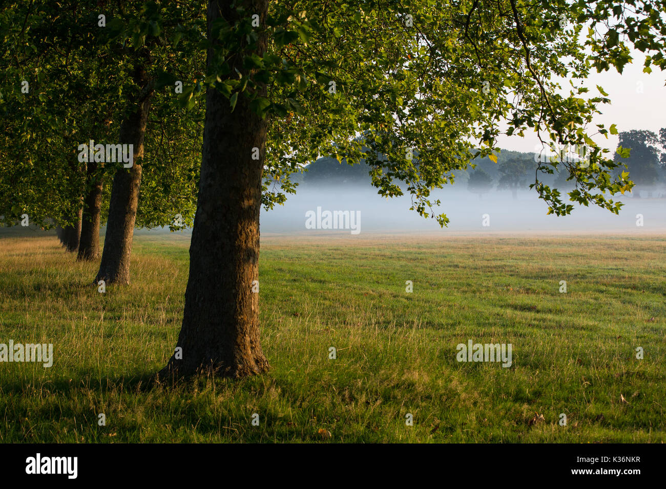Windsor, Royaume-Uni. 2 Septembre, 2017. Tôt le matin, soleil et brouillard dans Windsor Great Park. Credit : Mark Kerrison/Alamy Live News Banque D'Images