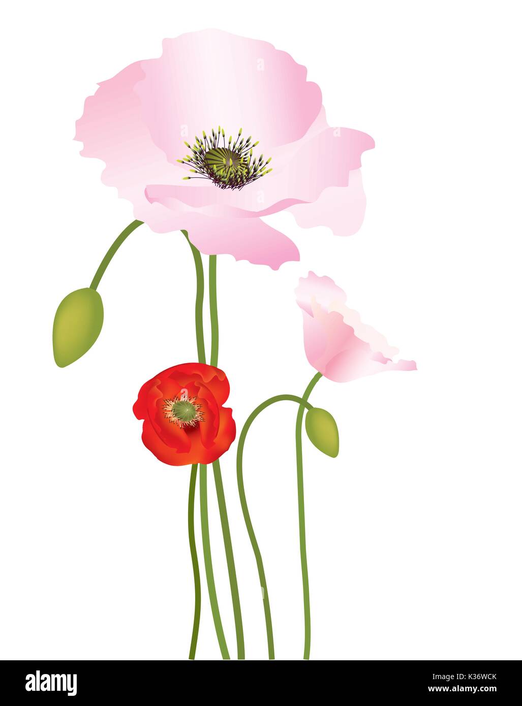 Belles couleurs coquelicots avec les bourgeons et les coupelles de semences Illustration de Vecteur