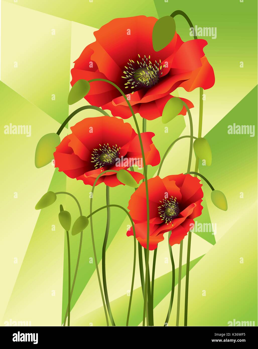 Belles couleurs coquelicots avec les bourgeons et les coupelles de semences Illustration de Vecteur