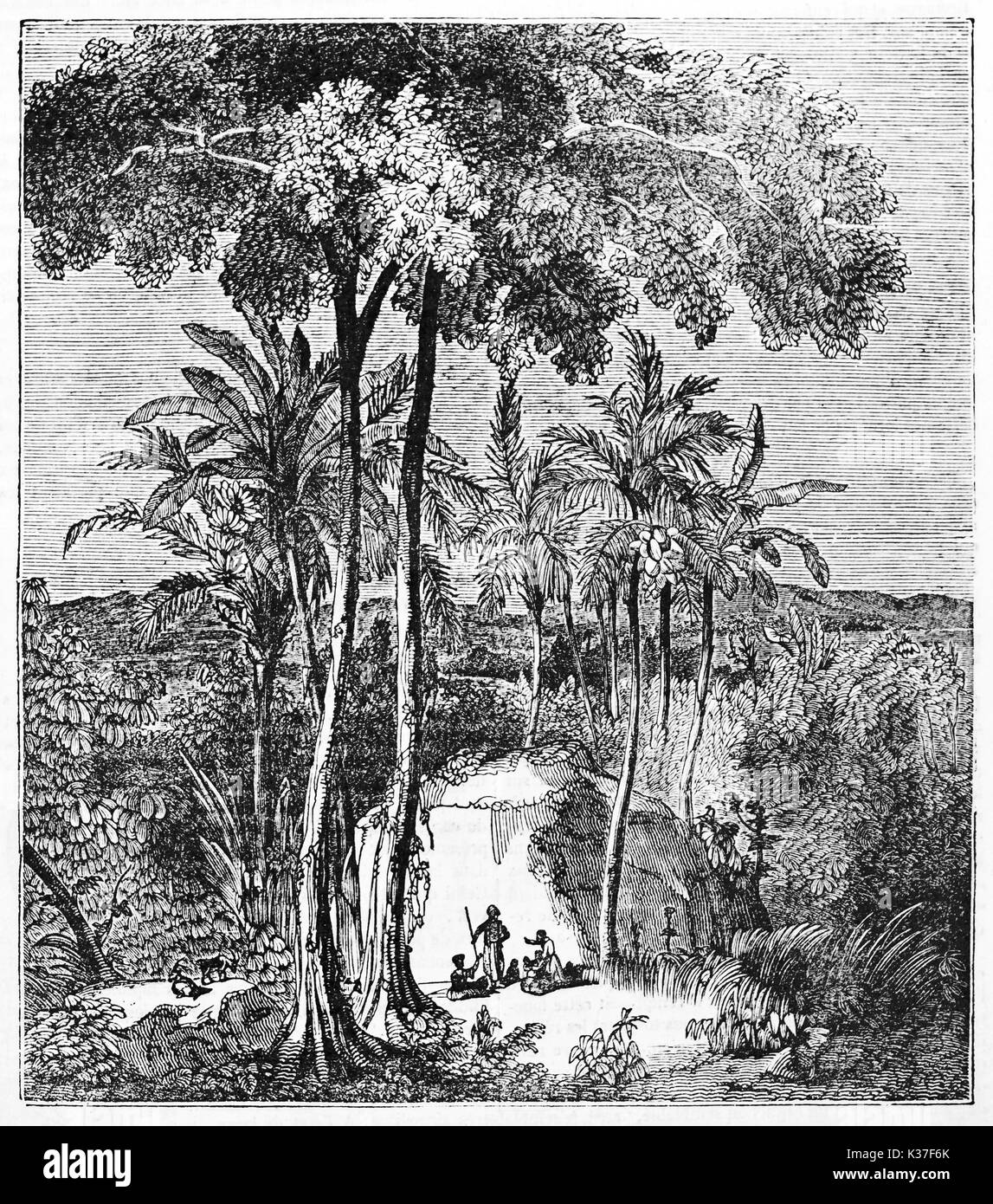 Ancienne illustration botanique de Antiaris toxicaria Antiaris () également connu sous le nom de l'arbre Upas Java Indonésie, grand arbre entouré par la nature. Auteur non identifié publié le magasin pittoresque Paris 1834 Banque D'Images