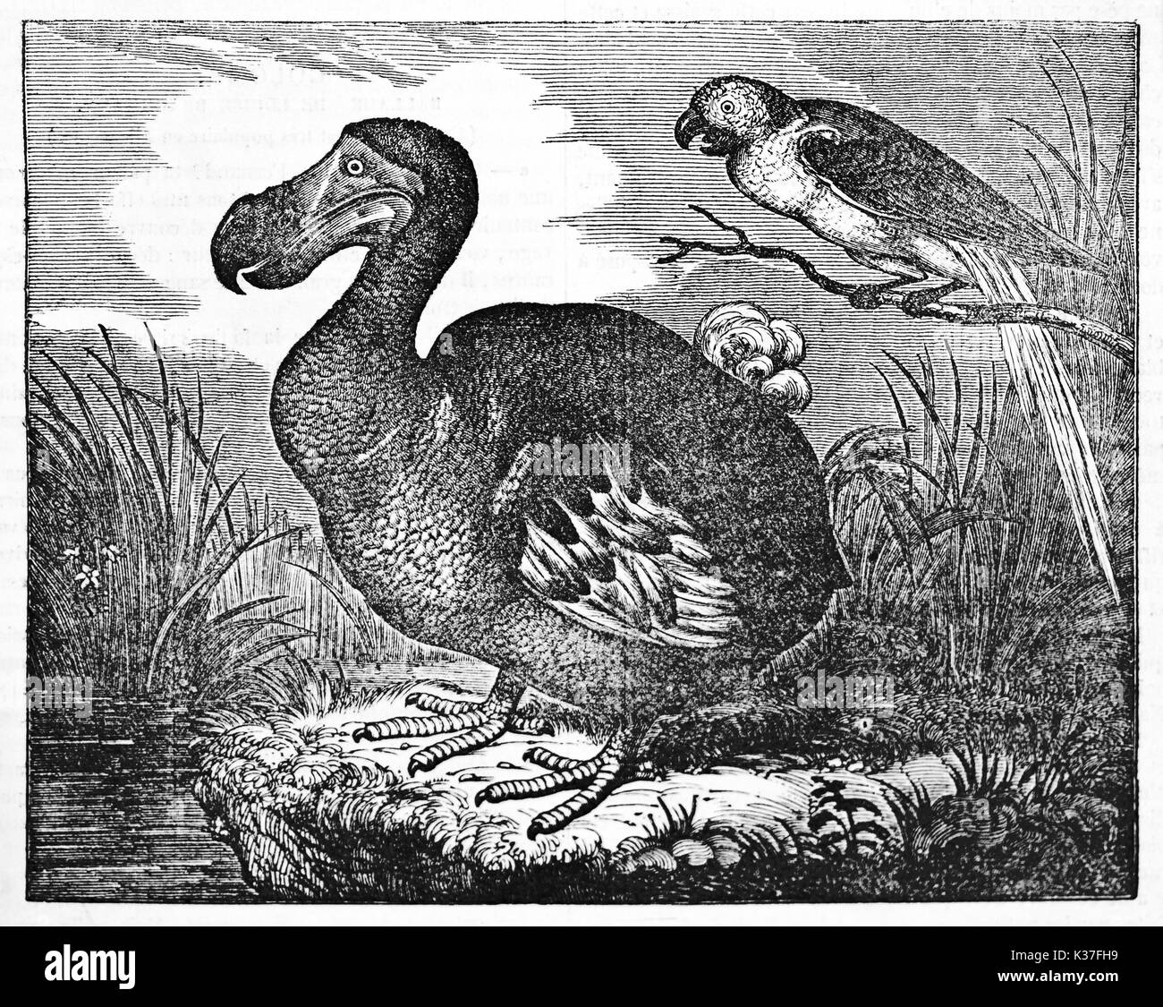 Dodo (Raphus cucullatus), oiseau disparu, dans un marais, son environnement naturel. Vieille Illustration d'auteur non identifié publié le magasin pittoresque Paris 1834 Banque D'Images