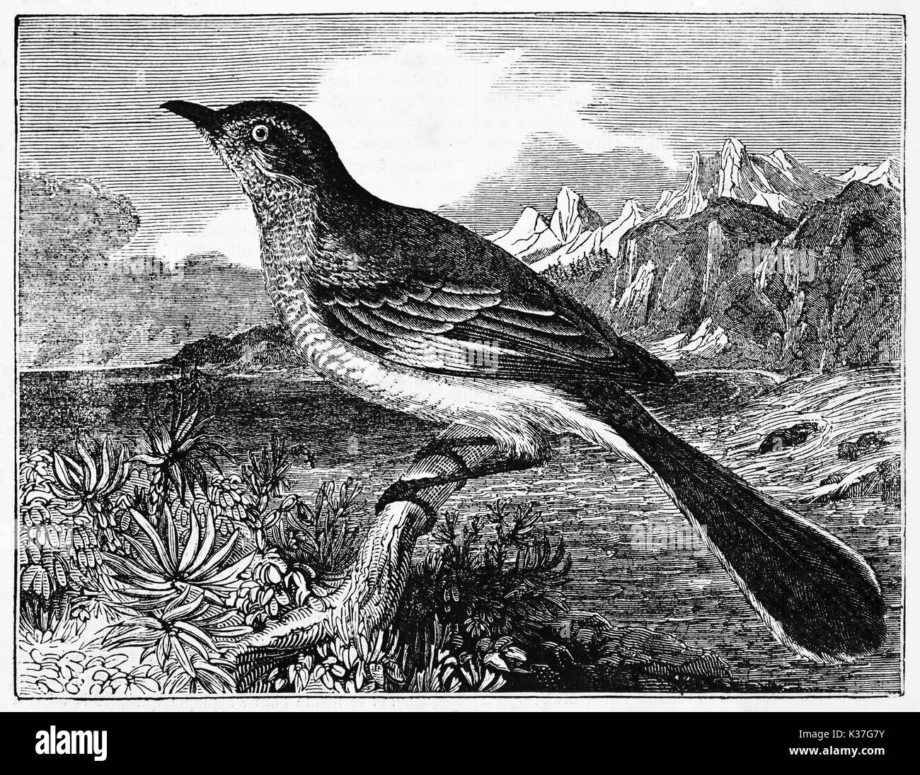 Vue latérale d'un oiseau noir et blanc poser sur une branche. Moqueur polyglotte (Mimus polyglottos). Vieille Illustration d'auteur non identifié, publié le Magasin Pittoresque, Paris, 1834 Banque D'Images