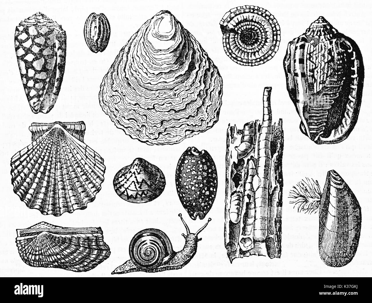 Ancien recueil de shell, éléments isolés sur fond blanc. Créé par Andrew, Best et Leloir, publié le Magasin Pittoresque, Paris, 1834 Banque D'Images