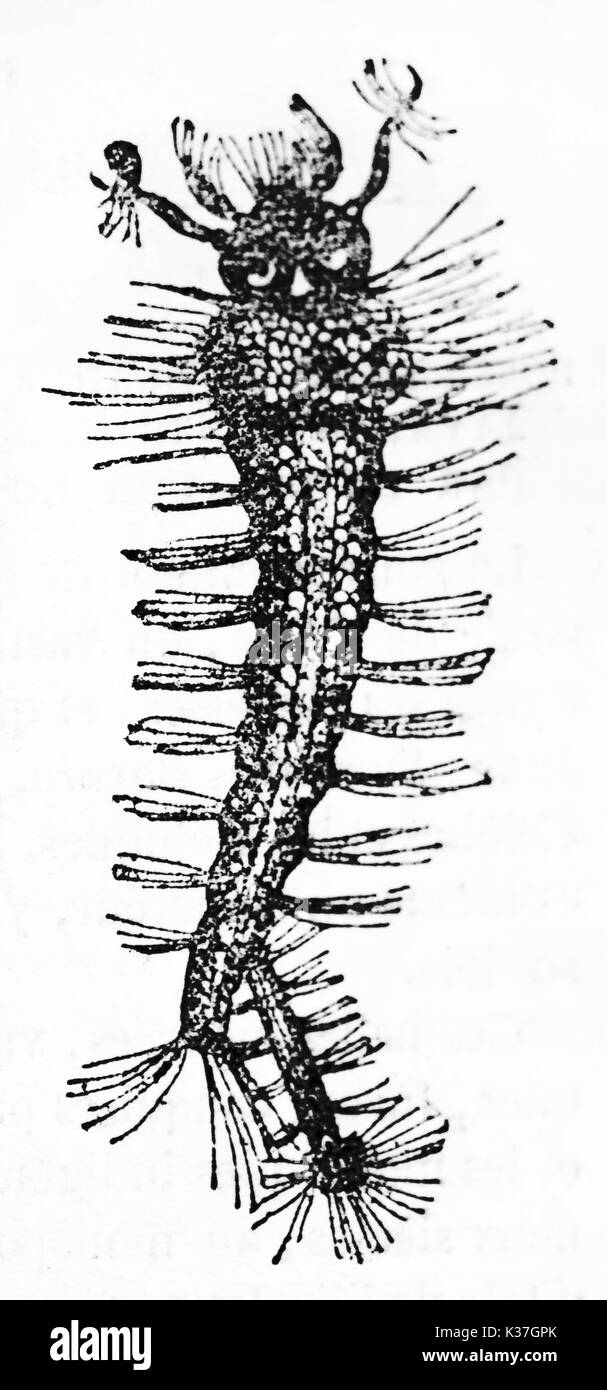 Vieille illustration d'une larve Tipula. Par auteur non identifié, publié le Magasin Pittoresque, Paris, 1834 Banque D'Images