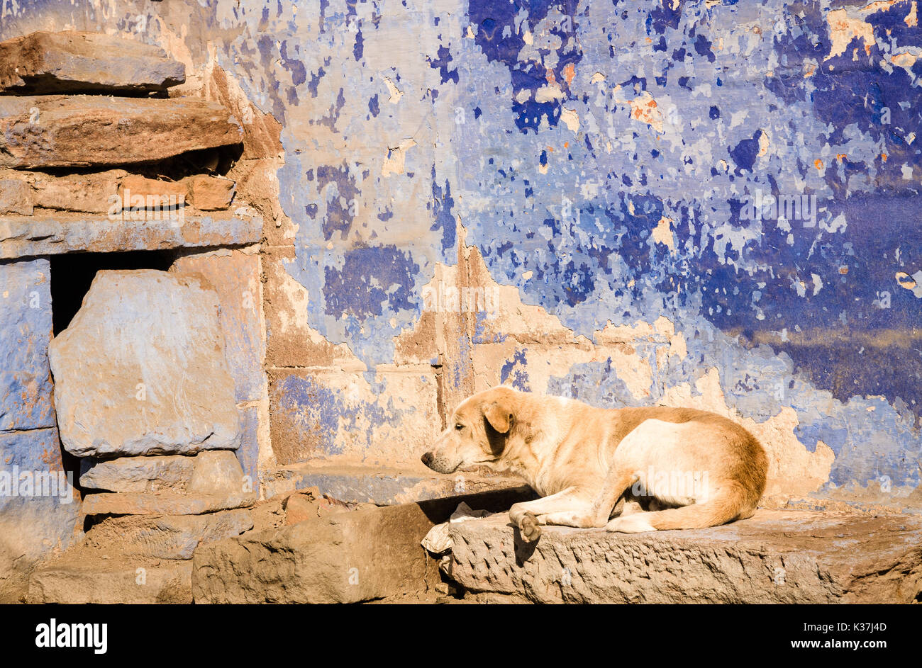 Un coin chambre beige marron chien d'indiens contre un mur bleu dans la ville de Jodphur au Rajasthan, Inde Banque D'Images