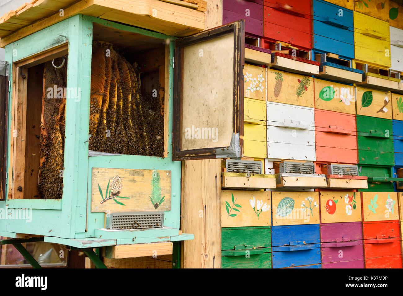 Carnolian abeilles de miel dans une ruche ouverte avec des boîtes à Kralov rucher peint Med in Selo près de Bled en Slovénie au printemps Banque D'Images