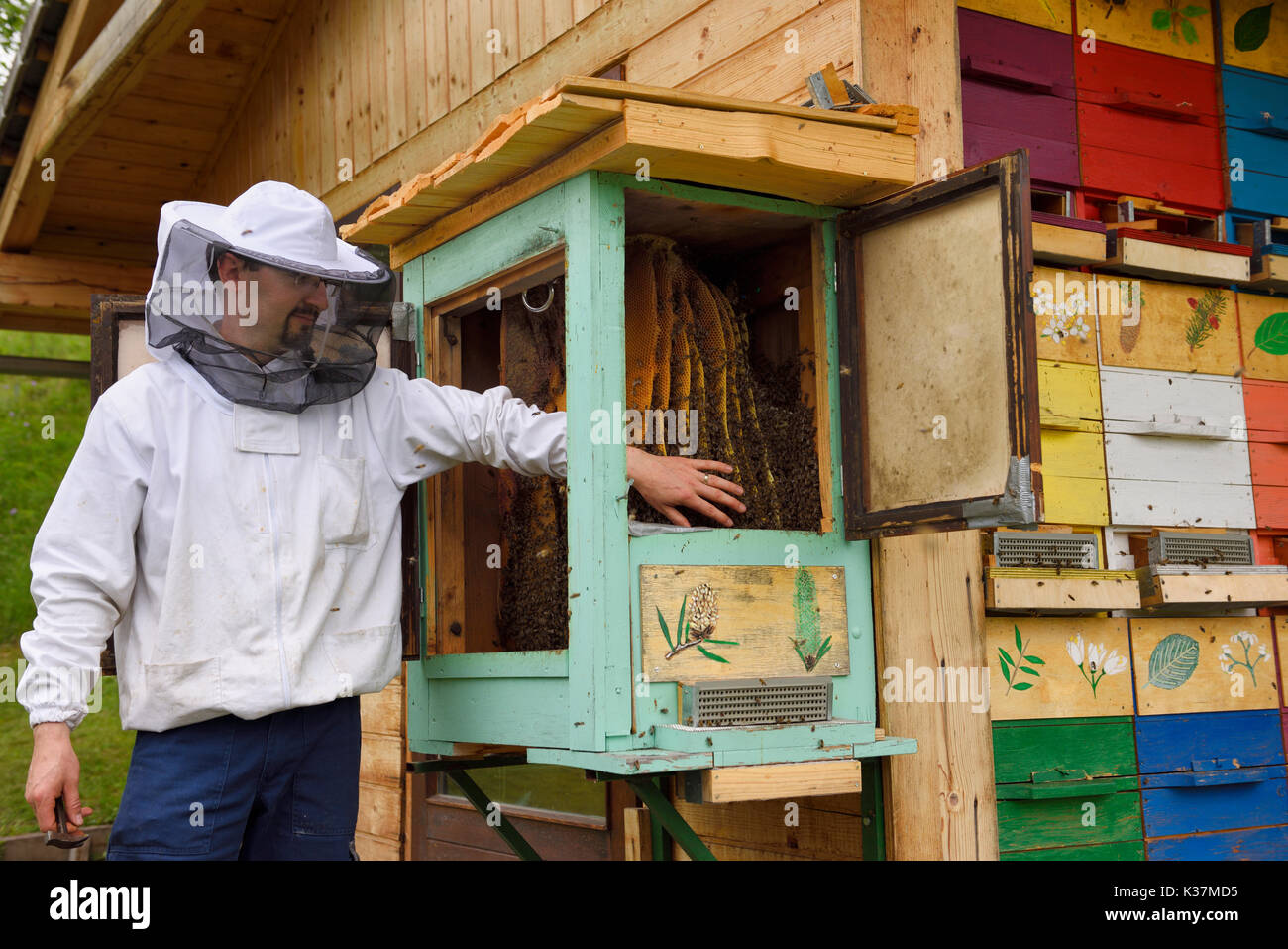 L'apiculteur Local Blaz Ambrozic docile manutention Carnolian les abeilles dans les ruches en boîte au rucher Kralov Med in Selo près de Bled en Slovénie au printemps Banque D'Images