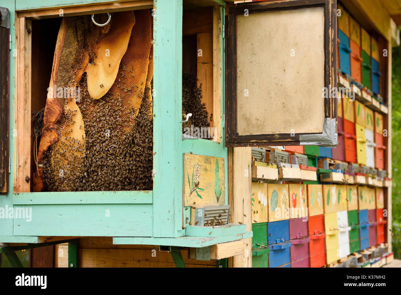 Les abeilles à miel de Carnolian à ouvrir avec ruche rucher peint coloré boîtes dans Kralov Med in Selo près de Bled en Slovénie au printemps Banque D'Images