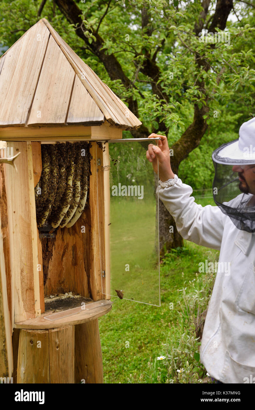 L'apiculteur Local Blaz Ambrozic ruche d'abeilles avec des abeilles dans le rucher à Carnolian Kralov Med in Selo près de Bled en Slovénie au printemps Banque D'Images