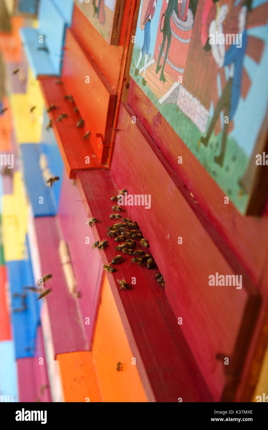 Close up d'abeilles entrant dans des ruches colorées de la main a peint des scènes traditionnelles boîtes de rucher à Kralov Med in Selo près de Bled en Slovénie Banque D'Images