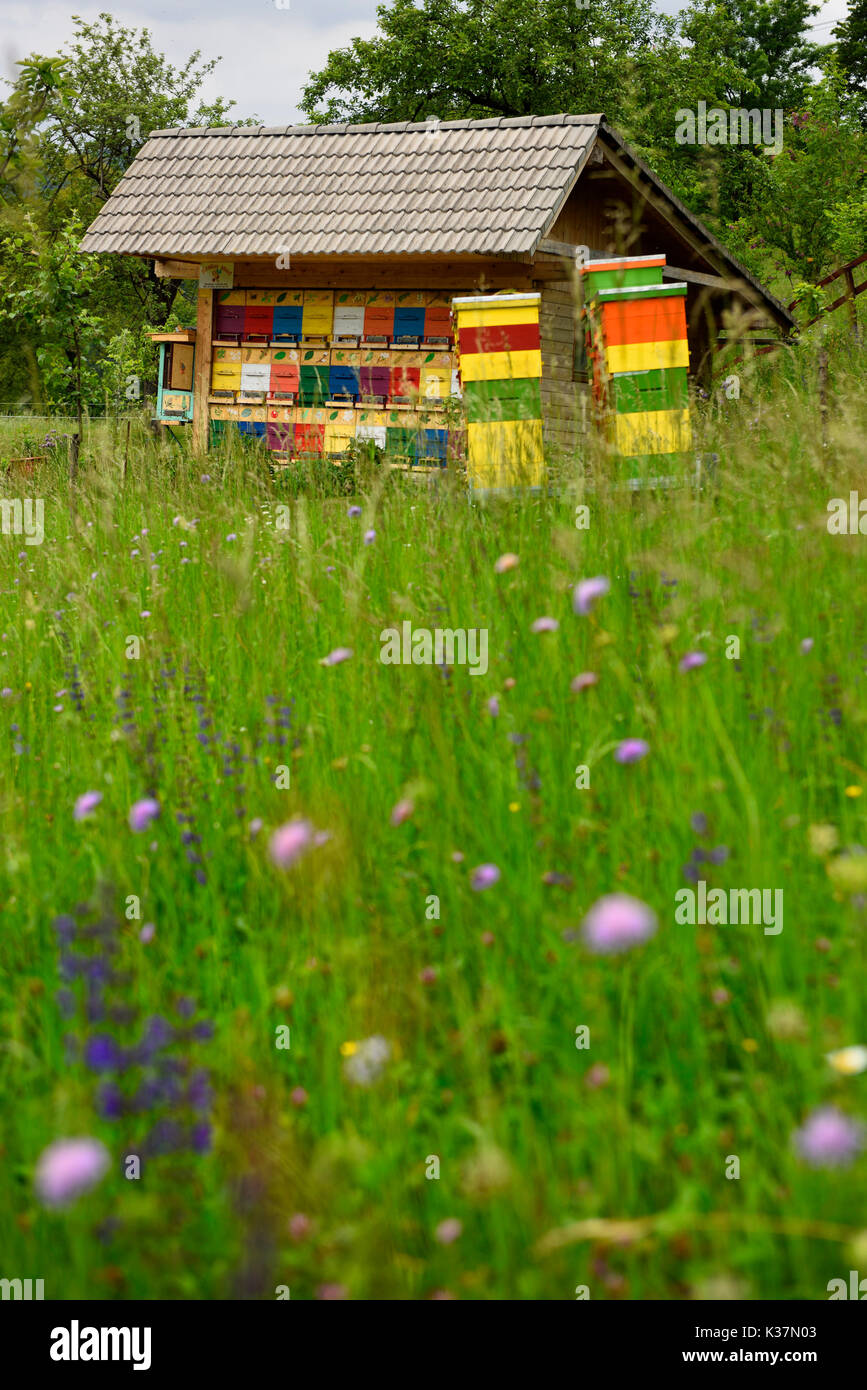 Traditionnellement peints colorés maison ruche rucher à Kralov Med in Selo près de Bled Slovénie avec champ de fleurs sauvages Banque D'Images