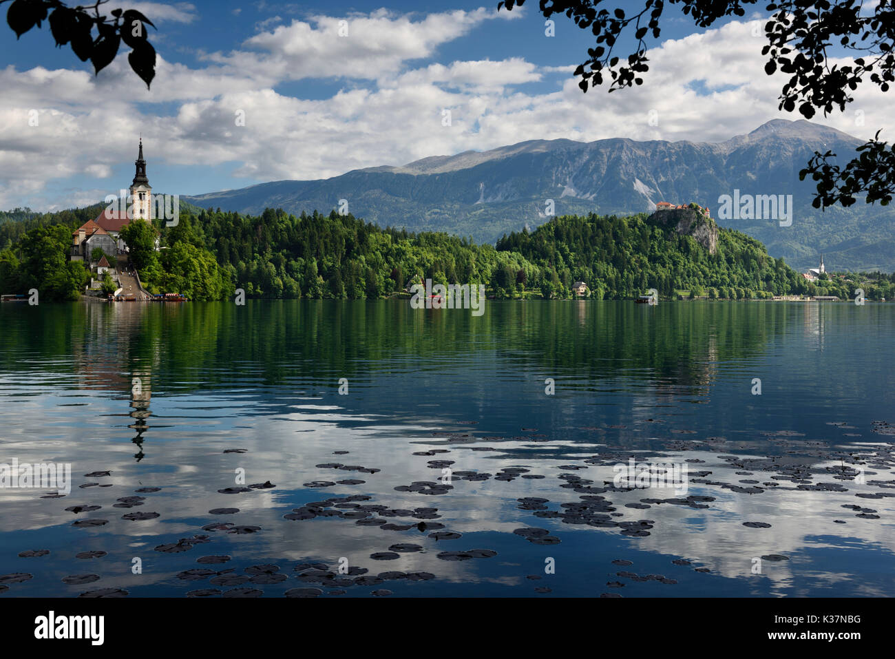 Tampons de nénuphar flottant sur le lac de Bled avec l'assomption de Marie église sur l'île de Bled, le château de Falaise, l'église St Martin et Karawanks La Slovénie Banque D'Images