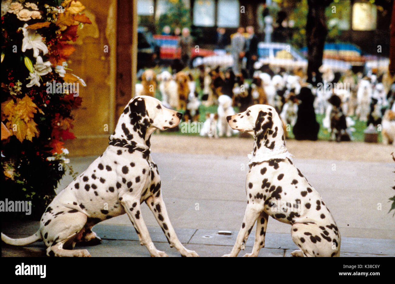 101 DALMATIENS WALT DISNEY PHOTOS 101 DALMATIENS WALT DISNEY PHOTOS date : 1996 Banque D'Images