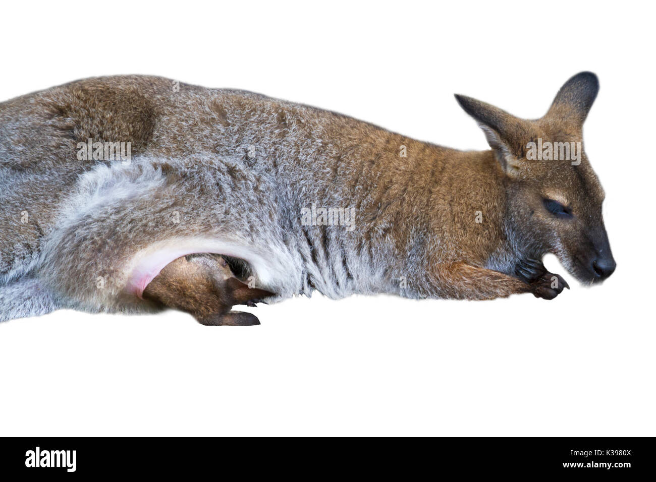 Le wallaby avec bébé dans la valise diplomatique isolé sur fond blanc Banque D'Images
