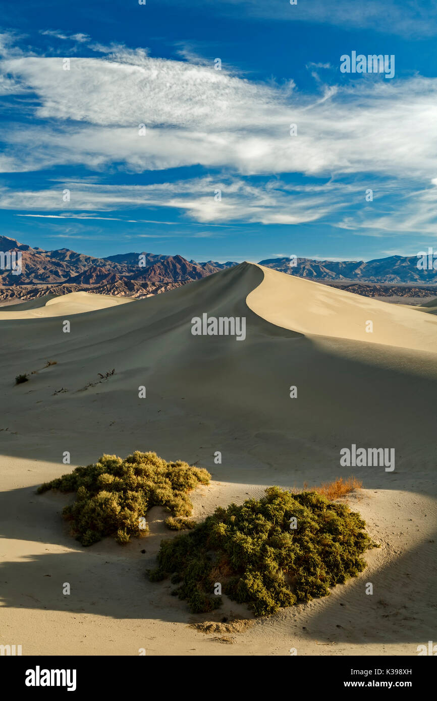 Des arbustes, des dunes de sable et Grapevine Mountains, Mesquite Flat dunes de sable, Death Valley National Park, California USA Banque D'Images