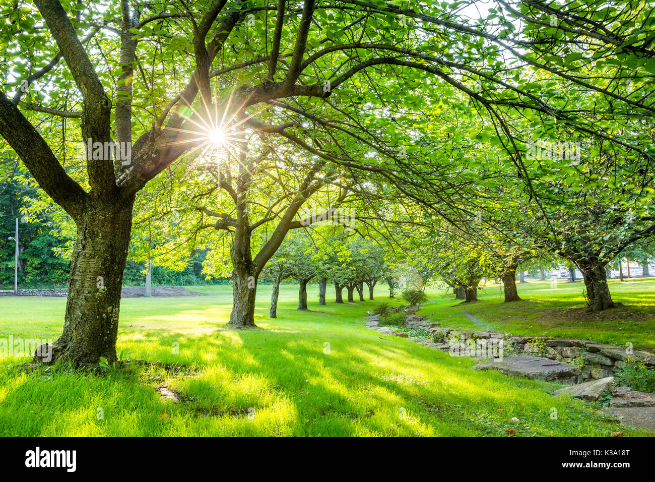 L'heure d'été au parc de Hurd, Dover, New Jersey avec green cherry trees Banque D'Images