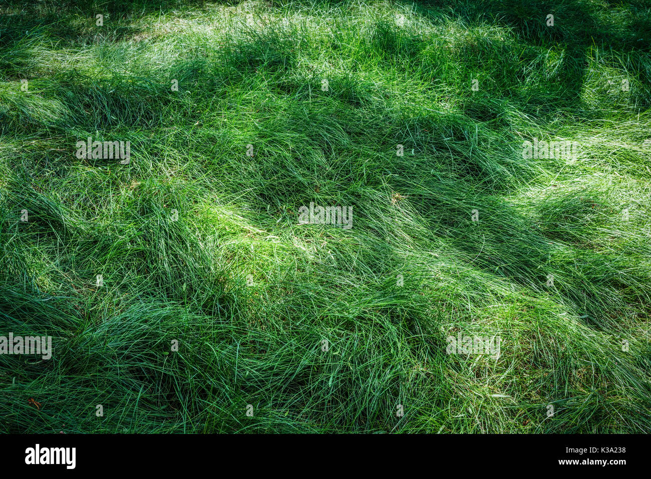 L'herbe haute avec l'ombre d'un arbre de la californie du sud. Banque D'Images
