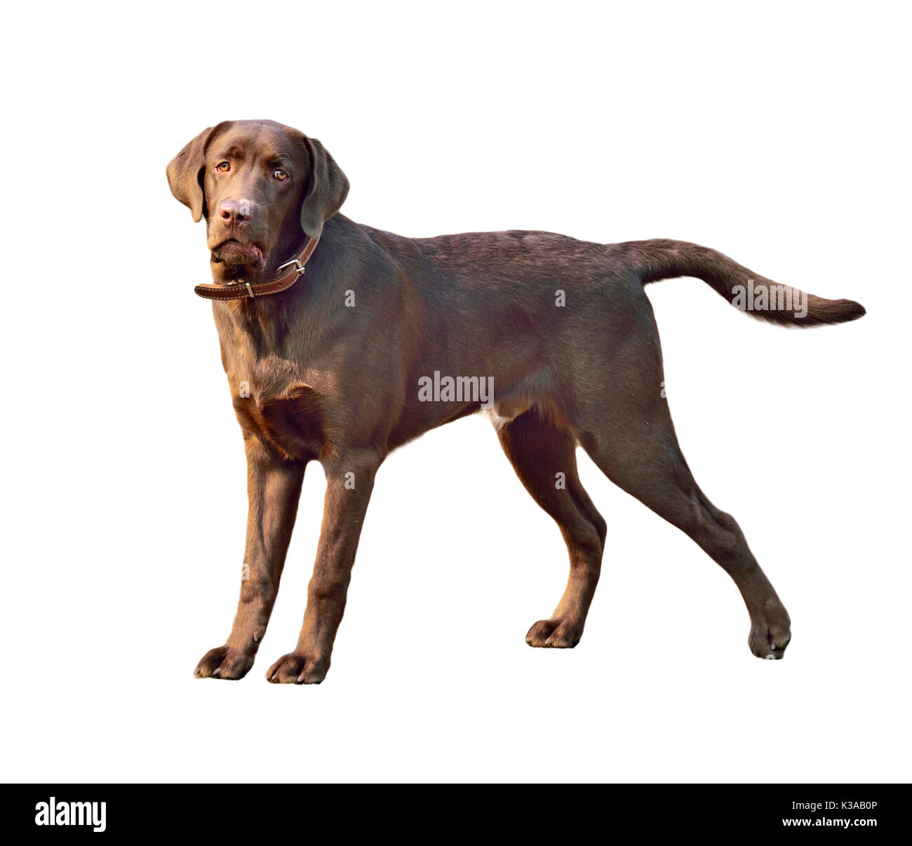 Labrador retriever dog. close-up portrait isolé sur fond blanc Banque D'Images